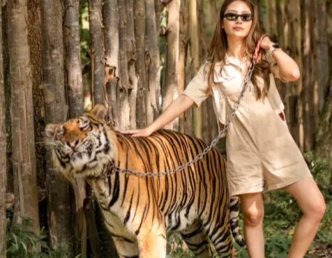 Tiger Topia Sriracha Pattaya