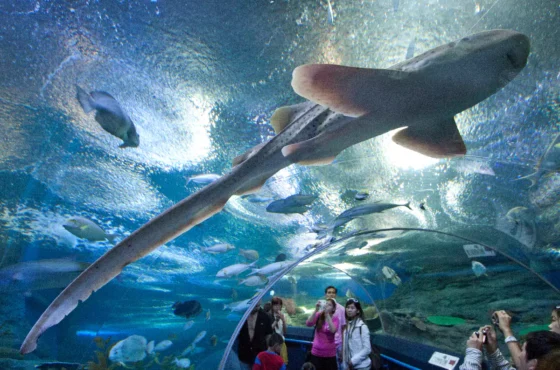 Underwater World Pattaya