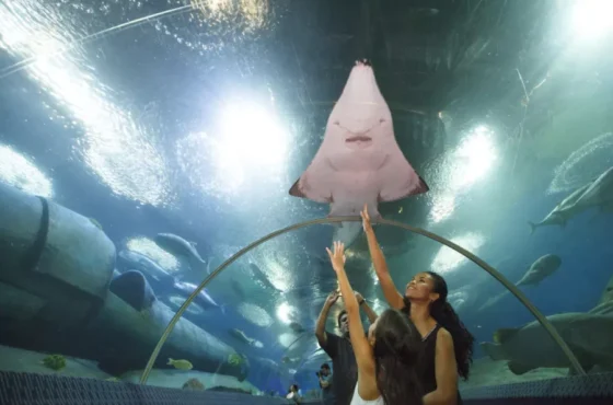 Let’s Tour Pattaya 