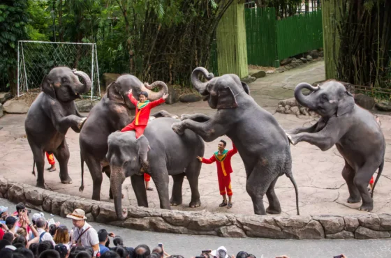 Vibes of Bangkok & Pattaya