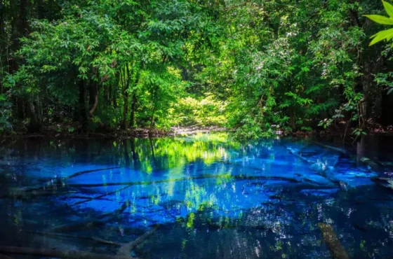 Jungle tour Krabi: Hot Spring, Emerald Pool, Tiger Cave Temple