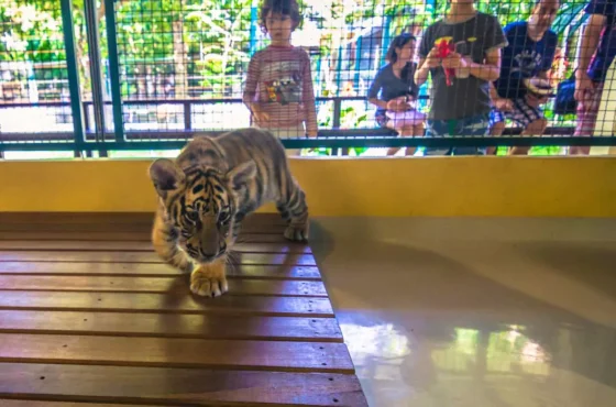 Phuket & Krabi Tours: Your Ultimate Escape