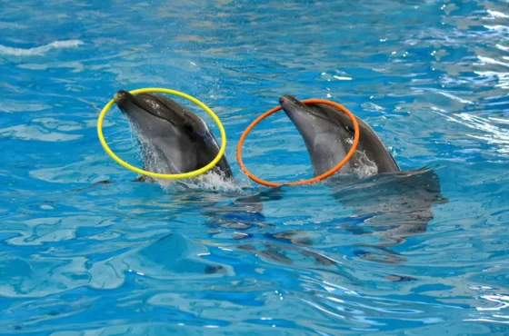 Phuket & Krabi Dream Tour Packages