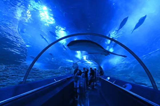 Phuket Aquarium