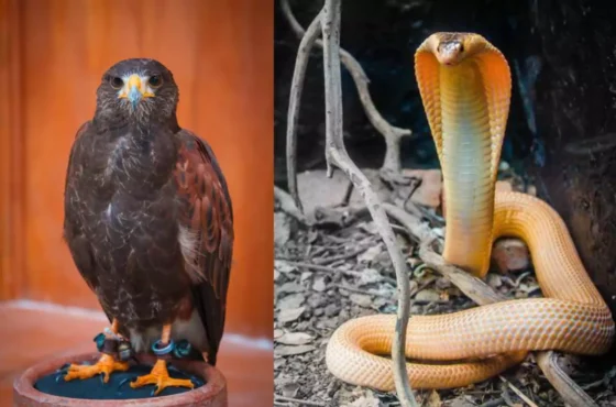 Monster Aquarium Pattaya