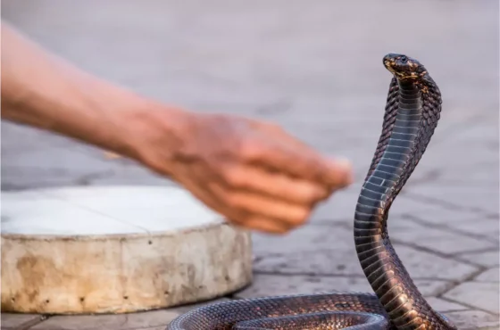 Snake Show And Leather Shop Pattaya