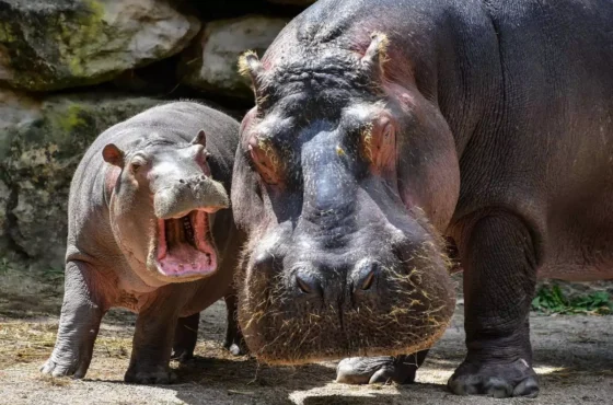 Khao Kheow Open Zoo Pattaya