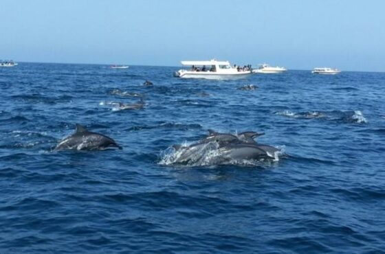 Dolphins and Snorkeling Adventure Tour
